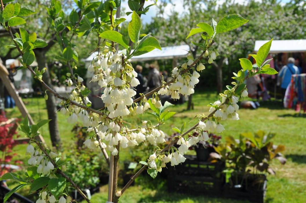 Lentefair